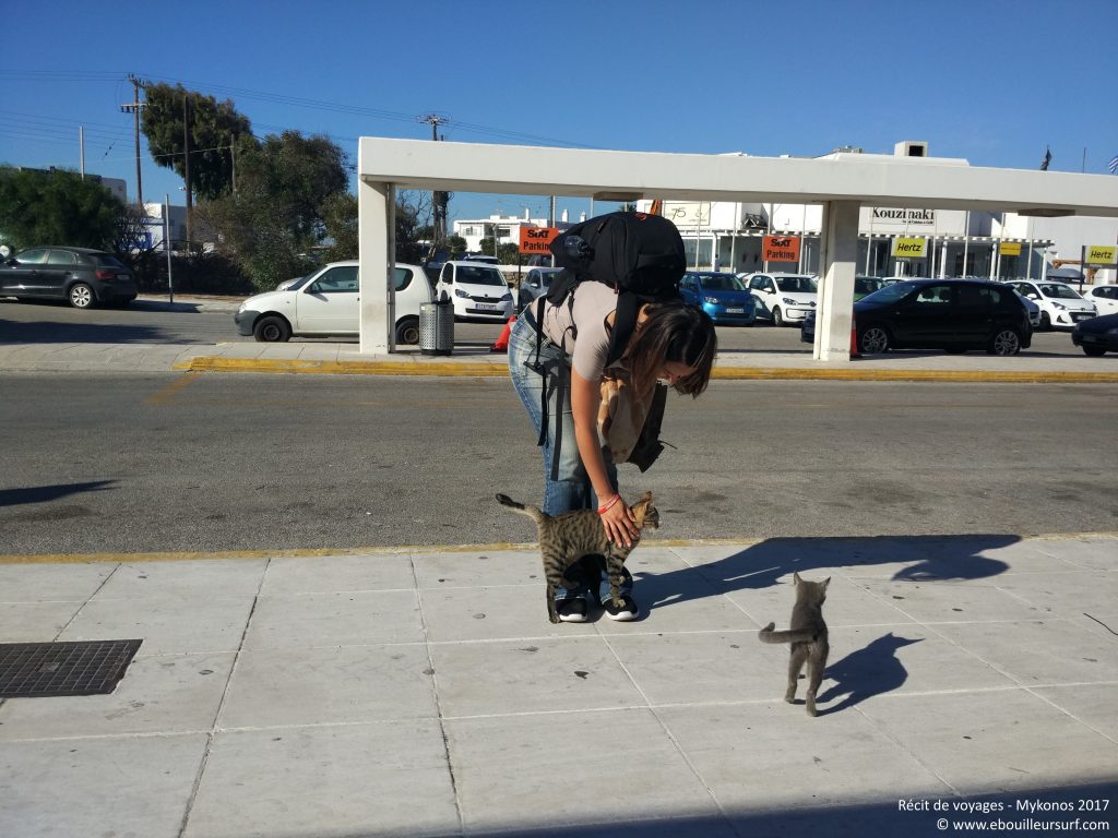 Aéroport et chats a Mykonos